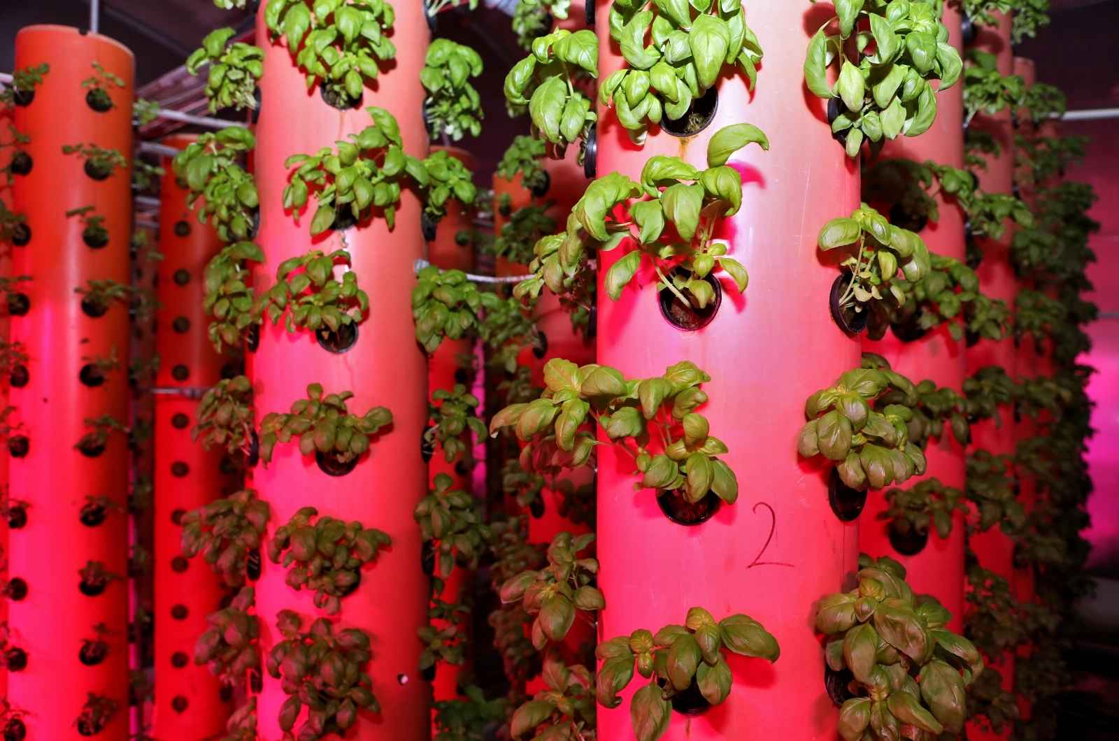 Advantages and Disadvantages of Aeroponics