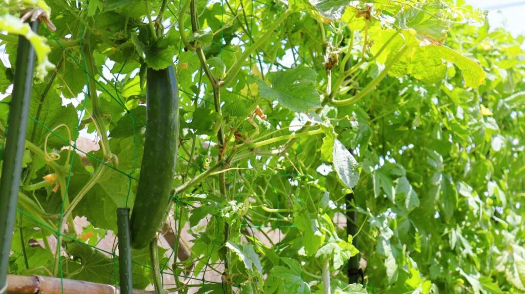 מוצרים לבית ולגן