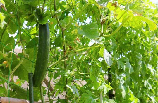 מוצרים לבית ולגן2